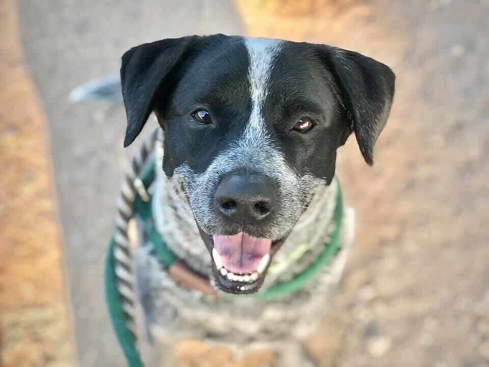 Loki